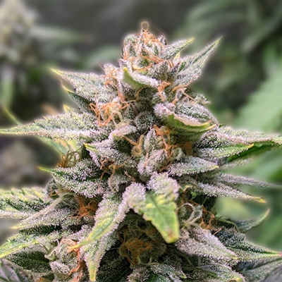 Discovering Quality Options for Weed Seeds Alberta