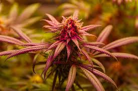 Essential Guide to Marijuana Seeds Maryland for Enthusiasts