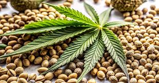 Essential Guide to Marijuana Seeds Maryland for Enthusiasts